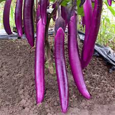 100 PCS Purple Pleasure: Hangzhou Eggplant Seeds