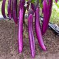 100 PCS Purple Pleasure: Hangzhou Eggplant Seeds