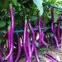 100 PCS Purple Pleasure: Hangzhou Eggplant Seeds