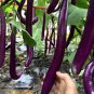 100 PCS Purple Pleasure: Hangzhou Eggplant Seeds