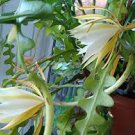 100 Pcs Epiphyllum Anguliger Fishbone Succulent Zig Zag Cactus Hanging Plant Seeds