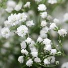 100 PCS Gypsophila Paniculata Plant Seeds