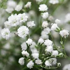 100 PCS Gypsophila Paniculata Plant Seeds