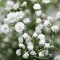 100 PCS Gypsophila Paniculata Plant Seeds
