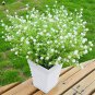 100 PCS Gypsophila Paniculata Plant Seeds