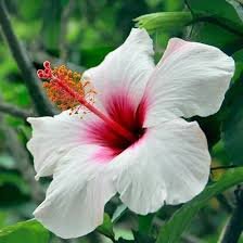 50 PCS White Hibiscus Flowers Seeds Perennial Plants