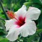 50 PCS White Hibiscus Flowers Seeds Perennial Plants