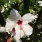 50 PCS White Hibiscus Flowers Seeds Perennial Plants