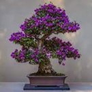 100 PCS Bonsai Rhododendron Flower Easy to Grow Azalea Bonsai Seeds