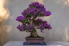 100 PCS Bonsai Rhododendron Flower Easy to Grow Azalea Bonsai Seeds