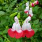 100 pcs Salvia microphylla ' Hot Lips' Bonsai Seeds