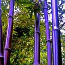 40 Pcs Bonsai Purple Bamboo Bonsai Plants Rare Phyllostachys nigra Perennial Bambu Seeds