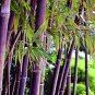 40 Pcs Bonsai Purple Bamboo Bonsai Plants Rare Phyllostachys nigra Perennial Bambu Seeds