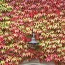 100 PCS Green Boston Ivy Seeds Ivy Grass Seed