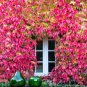 100 PCS Green Boston Ivy Seeds Ivy Grass Seed