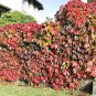 100 PCS Green Boston Ivy Seeds Ivy Grass Seed