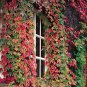 1000 pcs Boston Ivy Plants Rare and Original Japanese Creeper Plants Anti-Radiation Seeds