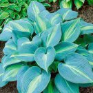 150 PCS Hosta Flower Seeds Garden Perennials Ornamental Lily