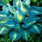 150 PCS Hosta Flower Seeds Garden Perennials Ornamental Lily