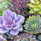 100 pcs Succulent Bonsai Mix Organic Ornamental Plant Flower Bonsai Seeds