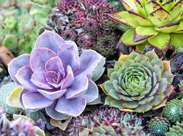 100 pcs Succulent Bonsai Mix Organic Ornamental Plant Flower Bonsai Seeds