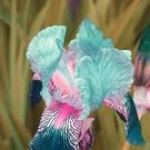 100 PCS Iris Flower Bonsai Flore 24 Colours Heirloom Blooming Tectorum Perennial Flower Seeds
