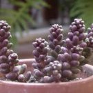 200 PCS Sedum Dasyphyllum Bonsai Succulents Plants Bonsai Flower Seeds