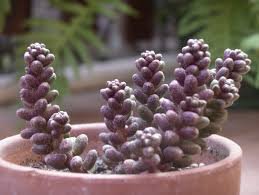 200 PCS Sedum Dasyphyllum Bonsai Succulents Plants Bonsai Flower Seeds