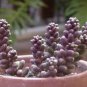 200 PCS Sedum Dasyphyllum Bonsai Succulents Plants Bonsai Flower Seeds