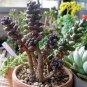 200 PCS Sedum Dasyphyllum Bonsai Succulents Plants Bonsai Flower Seeds