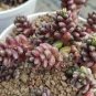 200 PCS Sedum Dasyphyllum Bonsai Succulents Plants Bonsai Flower Seeds