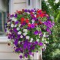 200 PCS Balcony Patio Flower Bonsai,Mixed Color Hanging Petunia Bonsai Seeds