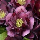 100 PCS Novelty Plant Seeds