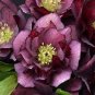 100 PCS Novelty Plant Seeds