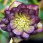 100 PCS Novelty Plant Seeds