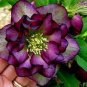 100 PCS Novelty Plant Seeds