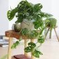 50 PCS Monster Opliqua Evergreen Hybrid Seeds