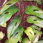 50 PCS Monster Opliqua Evergreen Hybrid Seeds