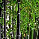 100 PCS Rare Fresh Java Black bamboo seeds 100 PCS Rare Fresh Java Black bamboo seeds