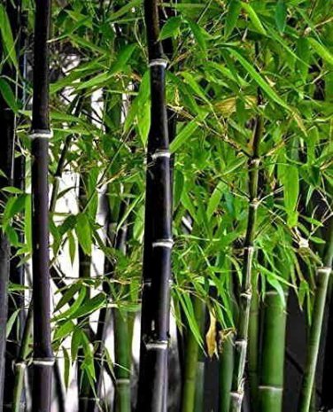 100 PCS Rare Fresh Java Black bamboo seeds