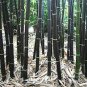 100 PCS Rare Fresh Java Black bamboo seeds