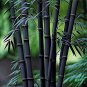 100 PCS Rare Fresh Java Black bamboo seeds