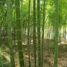 100 pcs Giant Fresh Moso Bamboo seeds
