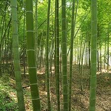 100 pcs Giant Fresh Moso Bamboo seeds