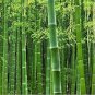 100 pcs Giant Fresh Moso Bamboo seeds