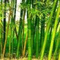 100 pcs Giant Fresh Moso Bamboo seeds