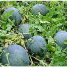 20 pcs Sweet giant Black skin watermelon seeds