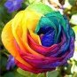 200 pcs Rainbow Rose Seeds Rare Colorful Flower Potted Plant Garden Bonsai