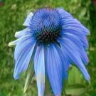 100 pcs Rare 'Yangko' Light Blue Echinacea purpurea Seeds 100 pcs Rare 'Yangko' Light Blue Echinacea purpurea Seeds