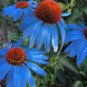 100 pcs Rare 'Yangko' Light Blue Echinacea purpurea Seeds